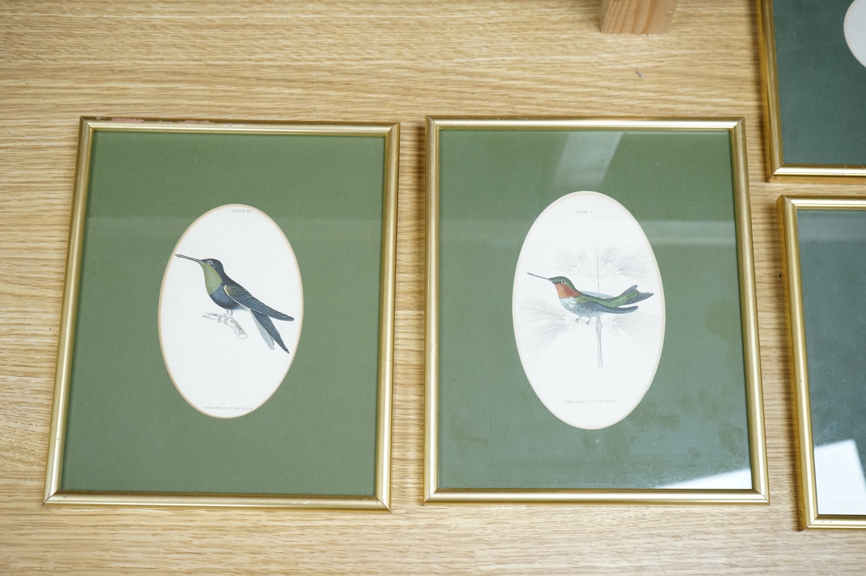 Sir William Jardine (1800-1874), ‘Jardine Hummingbirds’ to include White Striped Hummingbird and Purple Hummingbird, twelve colour plates, 9 x 14cm